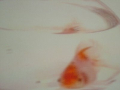 ../Images/vorspiel0605050003.jpg