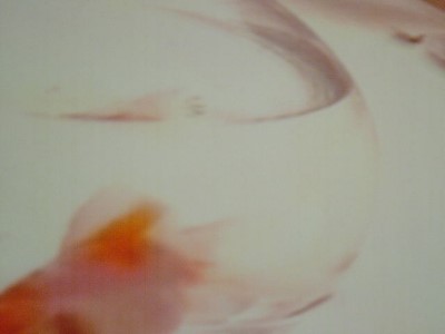 ../Images/vorspiel0605050004.jpg